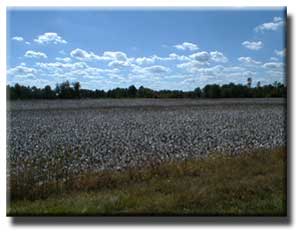 Cotton field